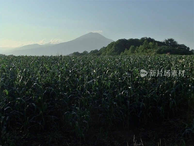 日本 约泰赞